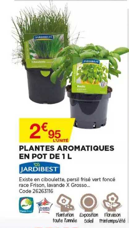 plantes aromatiques en pot de 1 l jardibest
