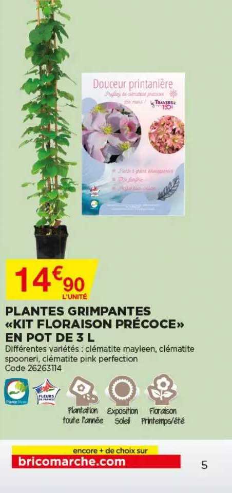 plantes grimpantes «kit floraison précoce» en pot de 3l