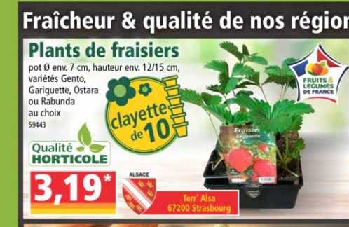 plants de fraisiers