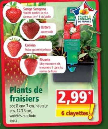 plants de fraisiers