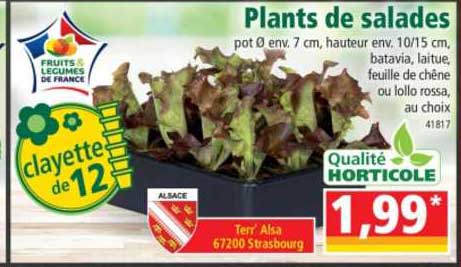 plants de salades