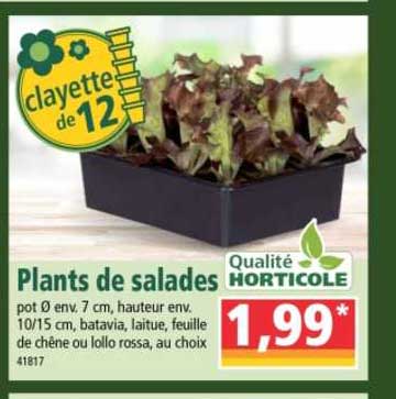 plants de salades