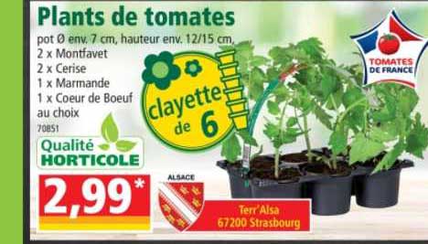 plants de tomates