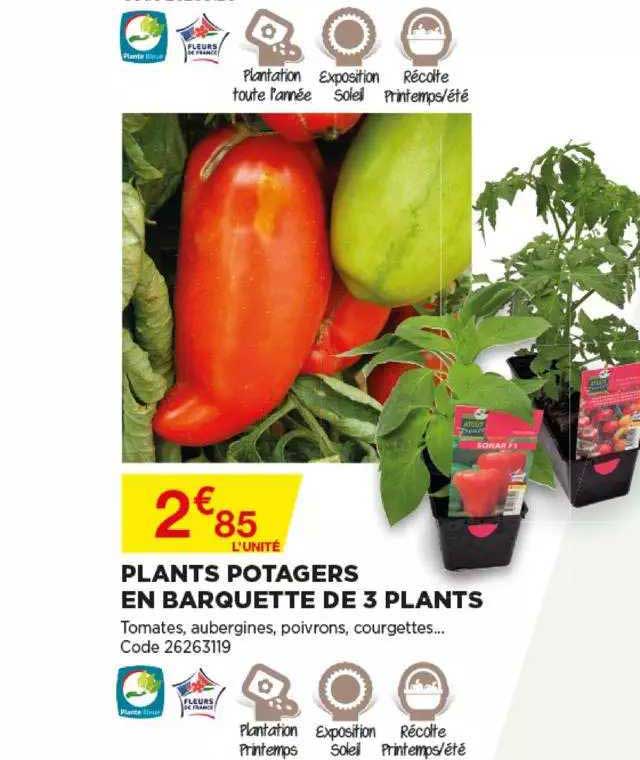 plants potagers en barquette de 3 plants