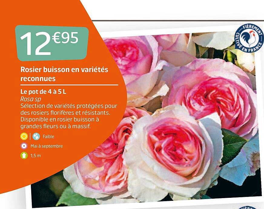 rosier buisson en variétés reconnues