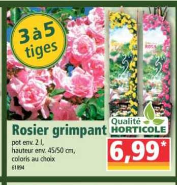rosier grimpant