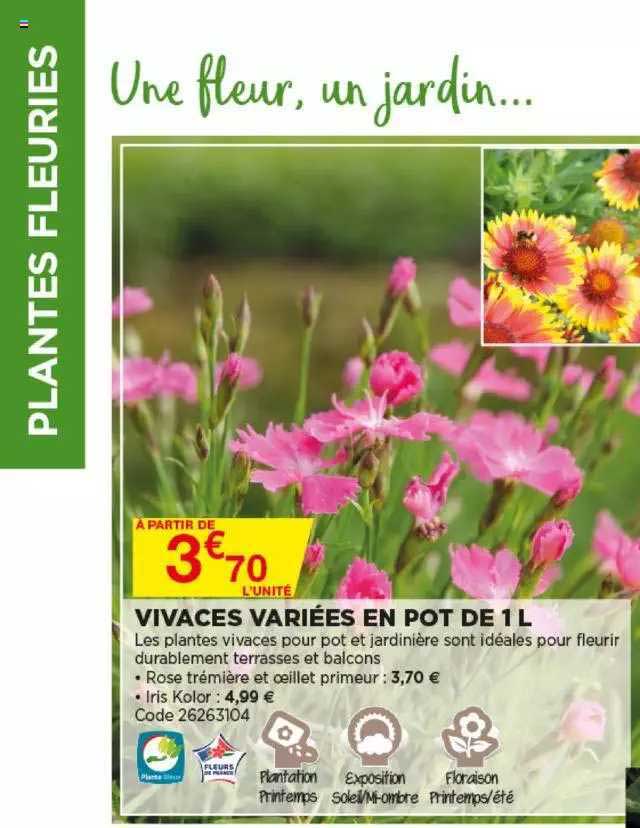 vivaces variées en pot de 1 l
