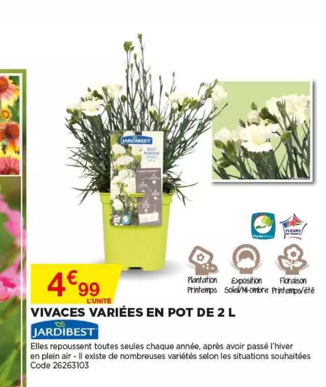 vivaces variées en pot de 2l jardibest