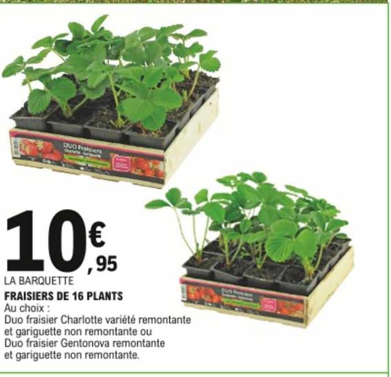 fraisiers de 16 plants
