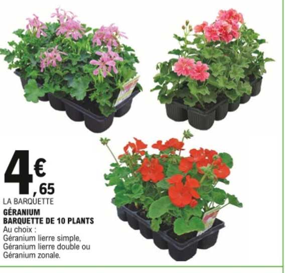 géranium barquette de 10 plants