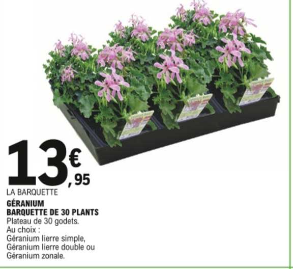 géranium barquette de 30 plants
