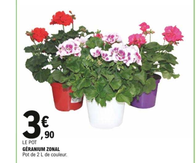 géranium zonal