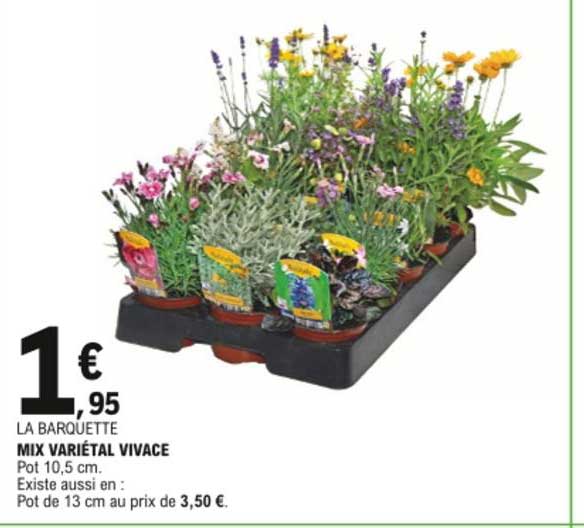 mix variétal vivace