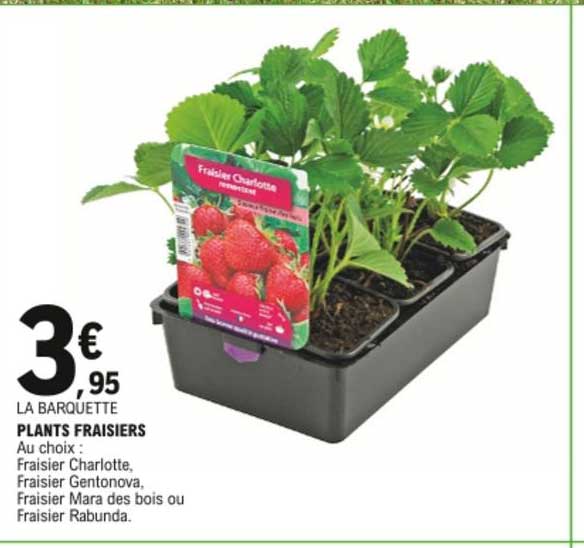 Plants Fraisiers