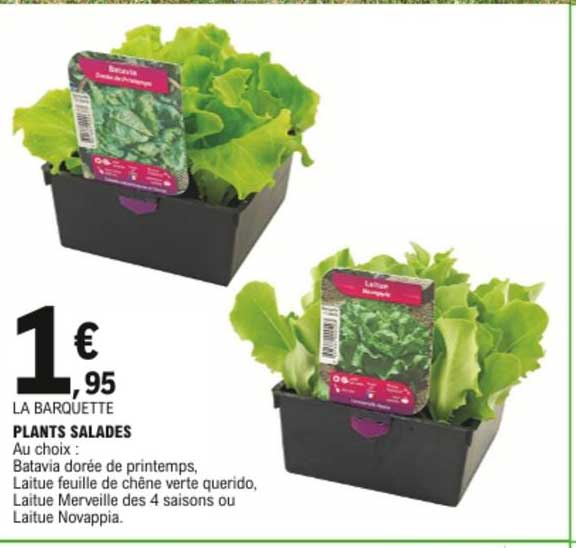 plants salades