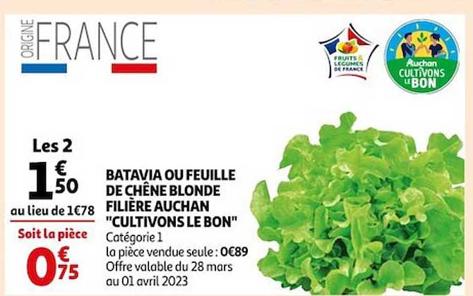 batavia ou feuille de chêne blonde filière auchan "cultivons le bon"