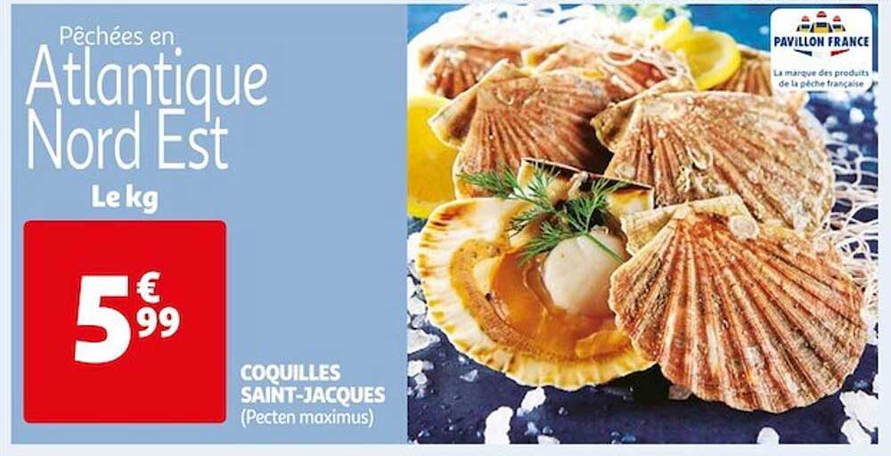 coquilles saint-jacques