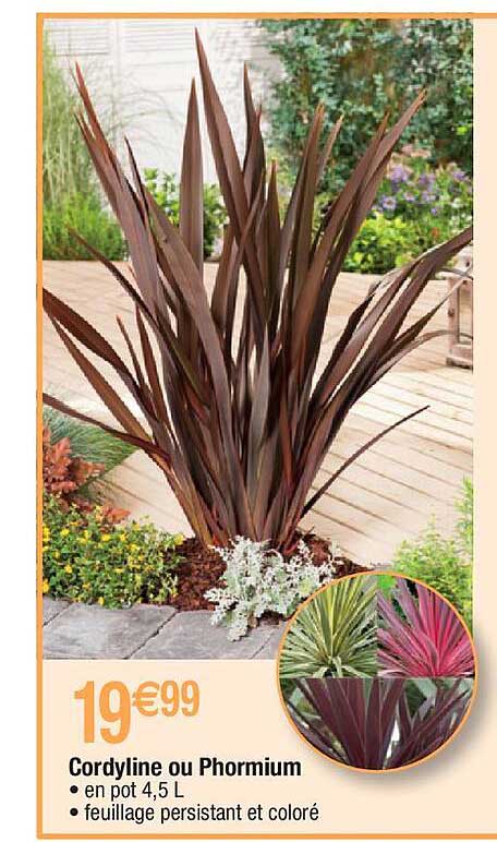 cordyline ou phormium