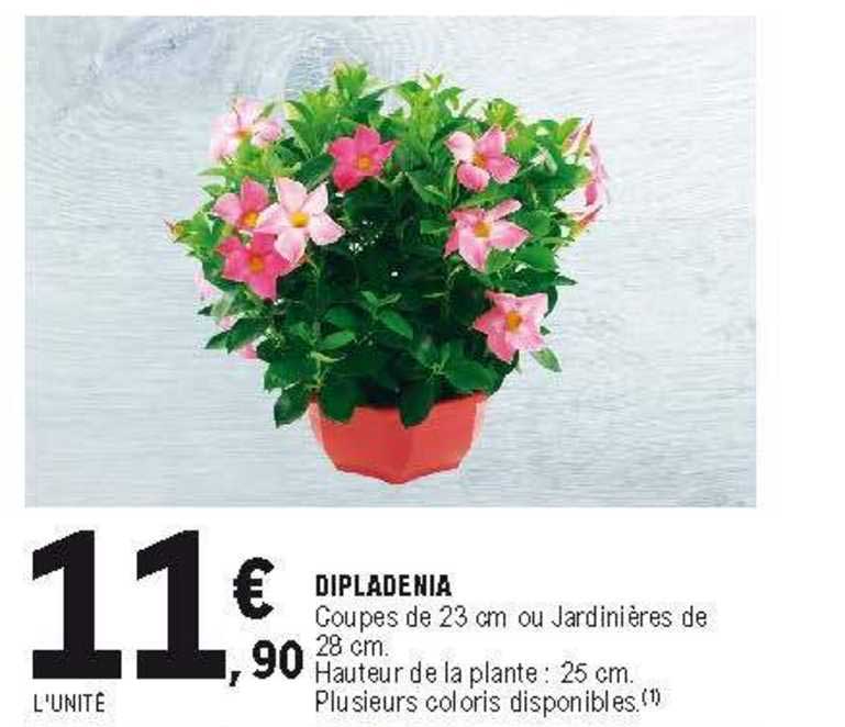 Dipladenia
