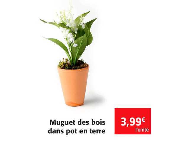 muguet des bois dans pot en terre