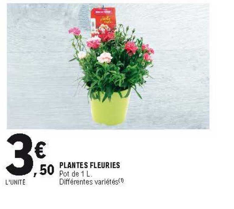 plantes fleuries