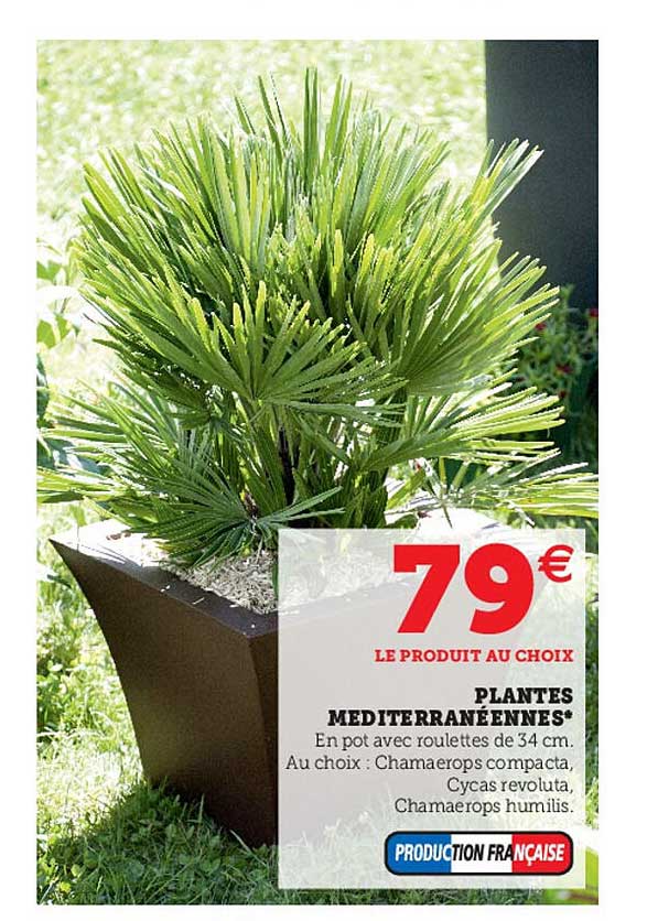 plantes méditerranéennes