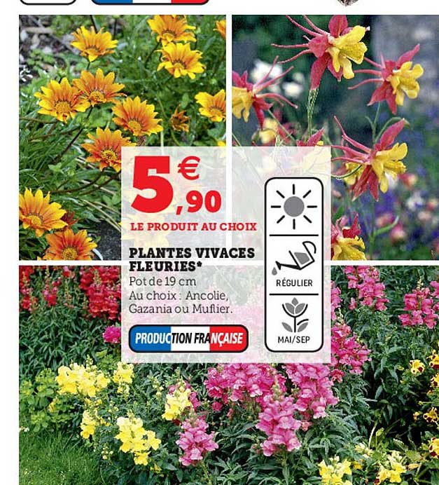 plantes vivaces fleuries