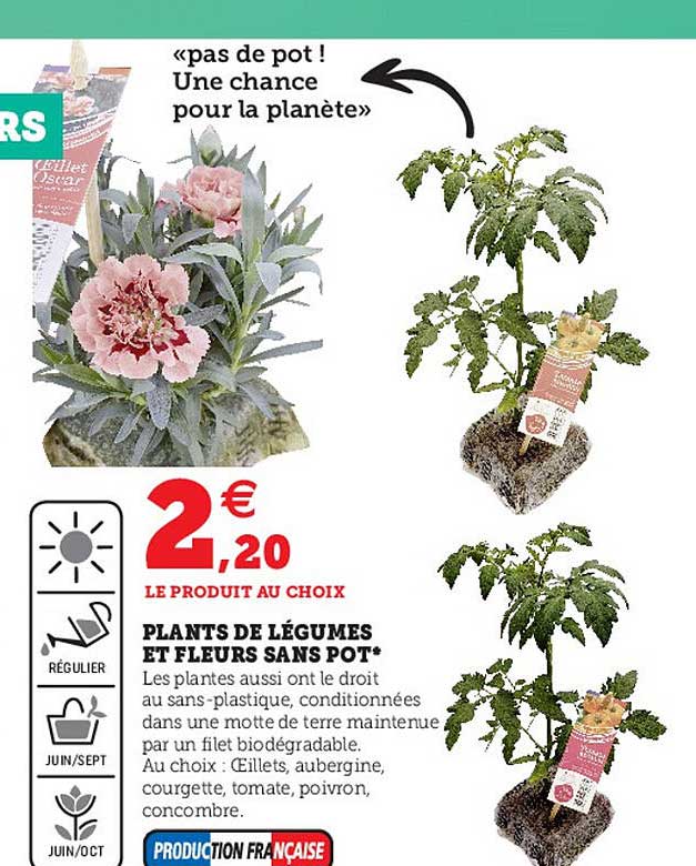 Plants De Légumes Et Fleurs Sans Pot
