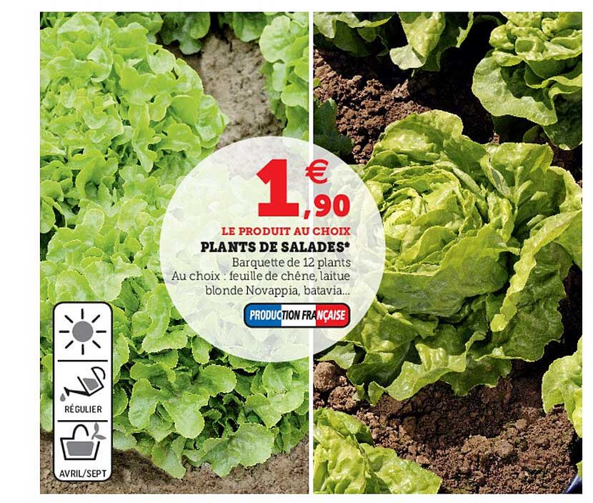plants de salades