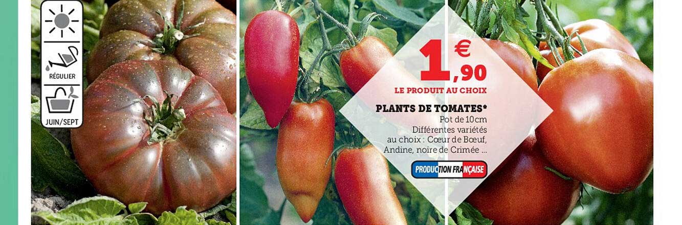 plants de tomates