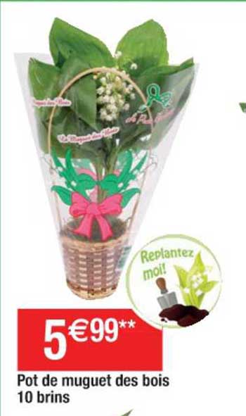 pot de muguet des bois 10 brins