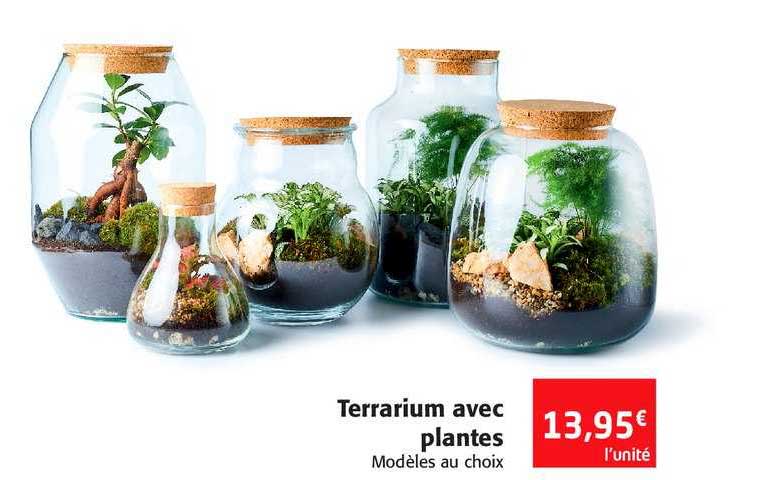 Terrarium Avec Plantes