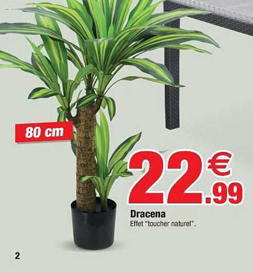 dracena