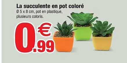 la succulente en pot coloré