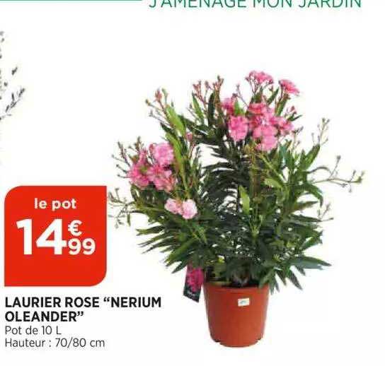 laurier rose "nerium oleander"