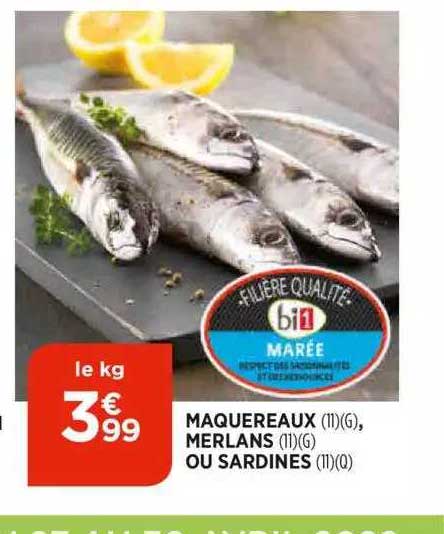 Maquereaux, Merlans Ou Sardines