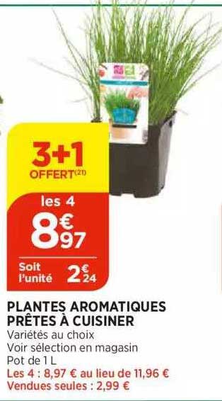 plantes aromatiques prêtes à cuisiner
