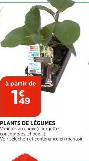 plants de légumes