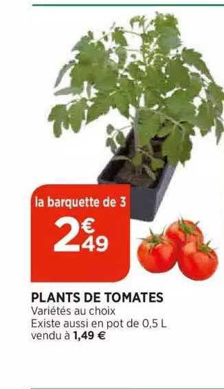 plants de tomates