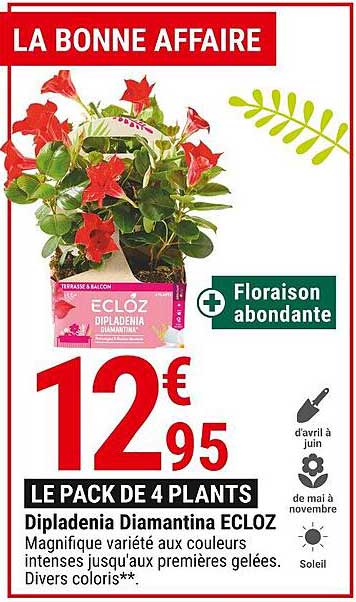 Dipladenia Diamantina Ecloz