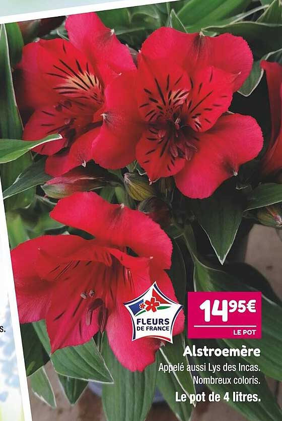 alstroemère