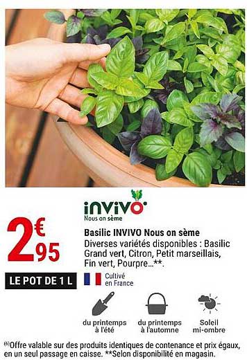 basilic invivo nous on sème