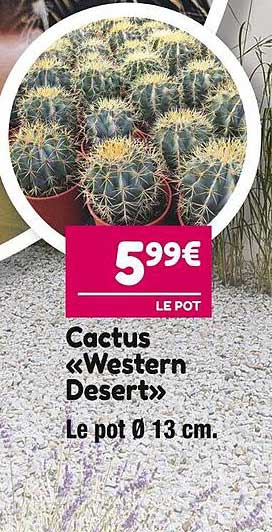 cactus "western desert"