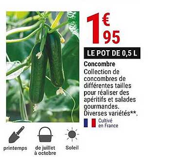 Concombre