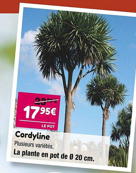 cordyline