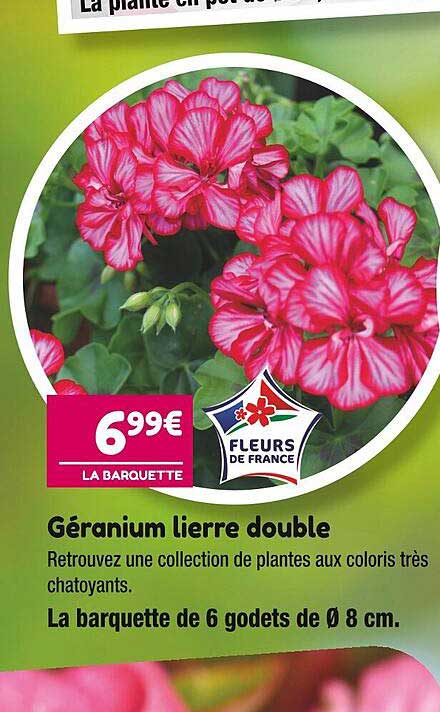 géranium lierre double
