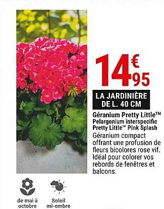 géranium pretty little pelargonium interspecific pretty little pink splash