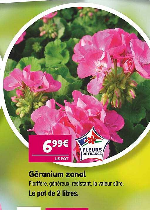 géranium zonal