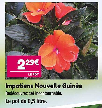 impatiens nouvelle guinée