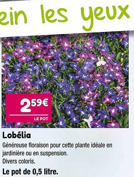 lobélia